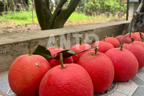 Về thăm gốc bưởi tổ ra quả đỏ rực như gấc, thơm lừng, hút tài lộc ngày Tết cho gia chủ
