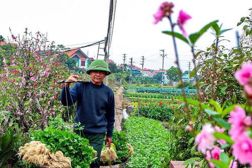 Nông dân Quảng Yên thu hoạch vụ rau Tết