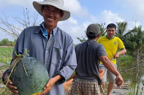 Mùa dưa hấu bội thu ở Vĩnh Phú Đông