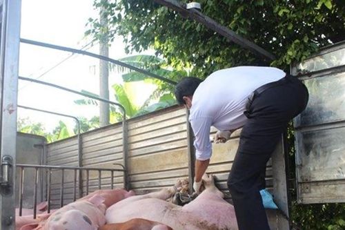 Thịt nhập lậu tăng, người chăn nuôi lo 'mất Tết'