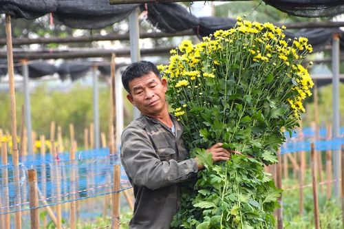 Làng hoa tất bật vụ Tết