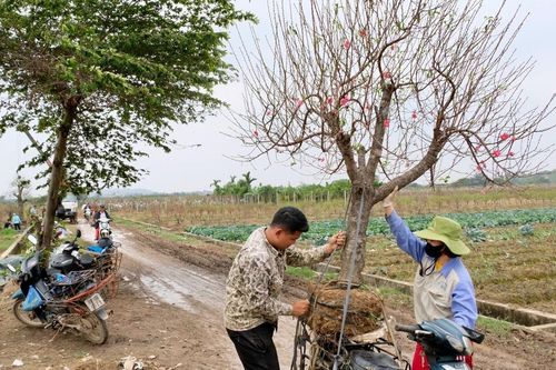Hà Nội: Làng đào Phù Trì tất bật những ngày cận Tết