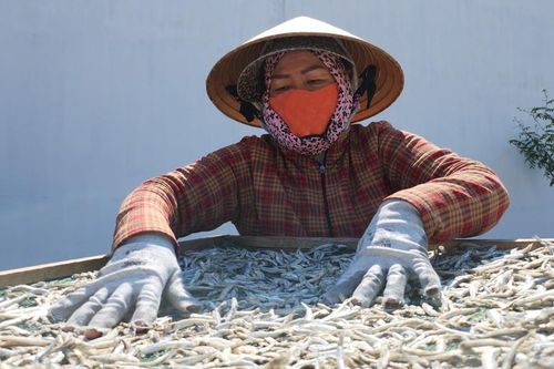 Làng biển rộn ràng vào mùa phơi cá cơm