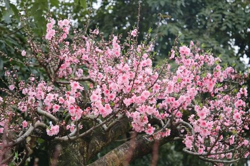 'Rừng' hoa tết về phố