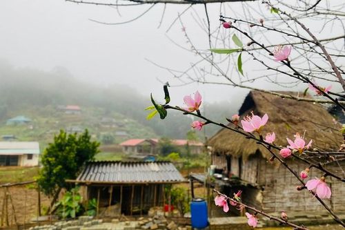 Ngắm vườn đào rừng khủng ở bản làng Thanh Hóa