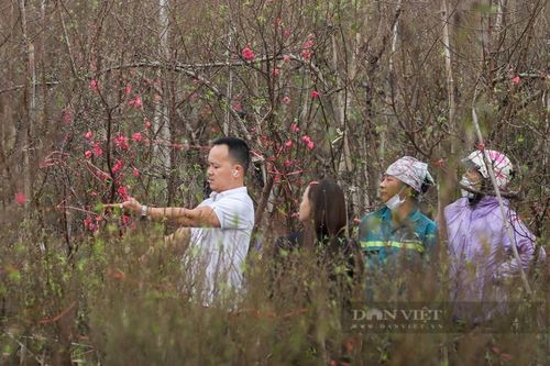 Làng đào dưới chân cầu Nhật Tân rực rỡ đón Tết