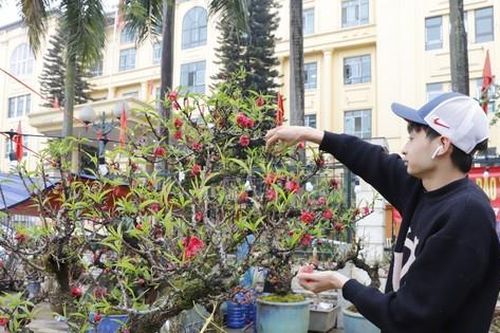 Đào cổ 'vương giả' Tây Bắc về Hà Nội giá trăm triệu đồng