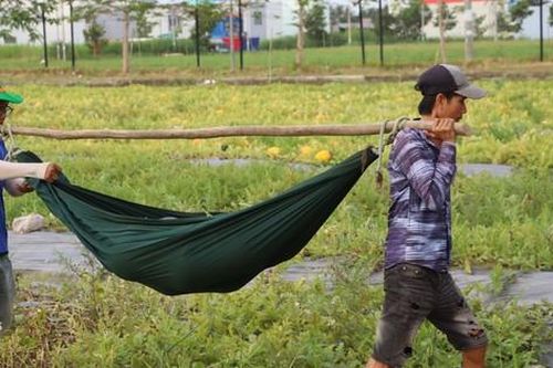 Nông dân Cà Mau dùng võng gánh dưa hấu 'khủng' bán Tết