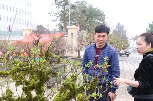 Nhiều người săn lùng đào 'tiến Vua' rất đắt đỏ chơi Tết