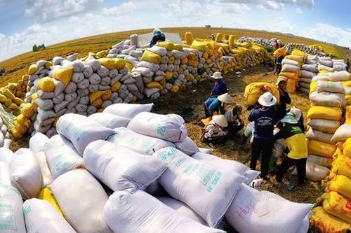 Doanh nghiệp Việt trúng gói thầu lớn, dự báo xuất khẩu gạo 'ăn nên làm ra'