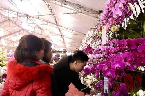 Chưa Tết lan hồ điệp đã 'hạ nhiệt'
