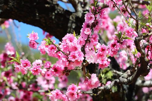Ngắm đào cổ Tây Bắc đẹp rực rỡ giữa lòng cao nguyên Langbiang
