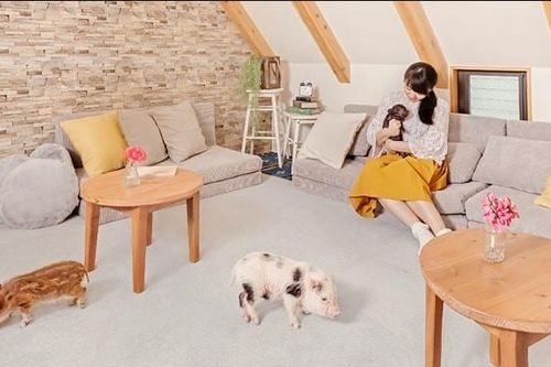 Khách đổ xô đến quán cà phê, chi hơn 300 nghìn để ôm lợn cưng 30 phút