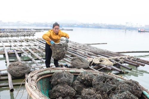Nông dân TX. Hoàng Mai phấn khởi thu hoạch hàu bán Tết