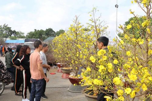 Mai vàng Bình Định được cấp chứng nhận bảo hộ chỉ dẫn địa lý