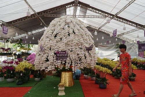 Chậu lan khổng lồ giá 'không tưởng' gần 2 tỷ chờ đại gia đến 'chốt đơn'