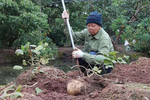 Trồng loại củ 'siêu to khổng lồ' bán Tết, lão nông Hải Dương thu hàng trăm triệu đồng/vụ