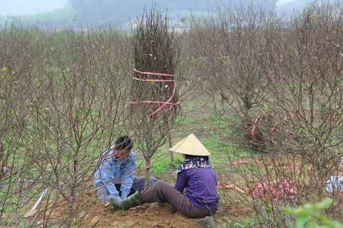 Kiếm tiền triệu từ nghề 'đánh' gốc đào thuê dịp cận Tết