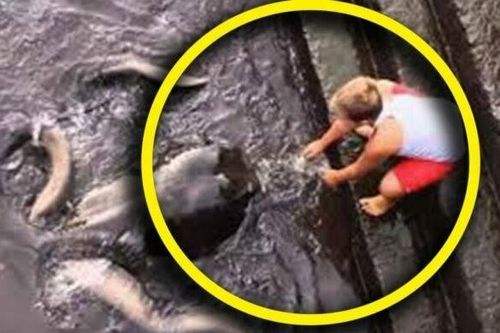 Phát hiện sinh vật khổng lồ kỳ lạ dưới nước, cậu bé 8 tuổi không run sợ mà còn thoải mái chơi đùa