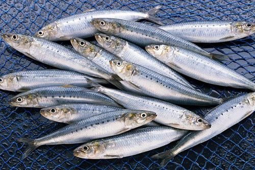Loại cá bé xíu thơm ngon, giàu dinh dưỡng và Omega 3 rất tốt cho tim mạch