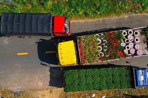 Làng hoa nổi tiếng Đà Nẵng hối hả dịp cuối năm, xe tải nối đuôi nhau 'chở Tết' về phố thị
