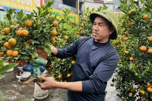 Hà Nội: Quất Tết vắng người mua, tiểu thương thấp thỏm