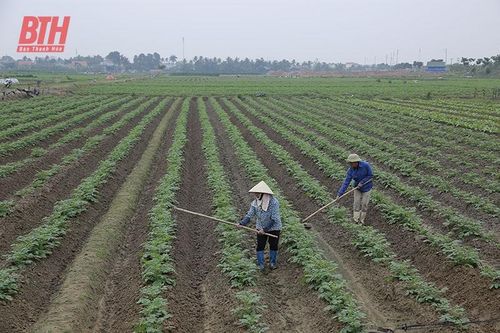Hiệu quả từ sản xuất khoai tây vụ đông