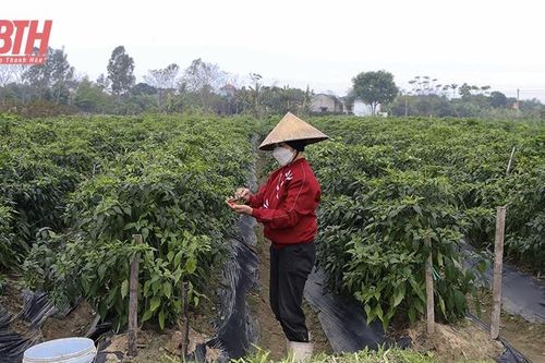 Ứng dụng chế phẩm sinh học trong sản xuất nông nghiệp