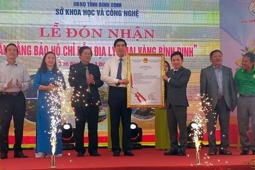 Mai vàng Bình Định được cấp chứng nhận bảo hộ chỉ dẫn địa lý