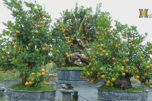 Rộn ràng làng quất cảnh có tiếng nhất Hà Nội