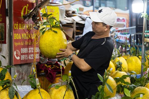 Bòng Kỳ Đà khổng lồ giá tiền triệu hút khách chơi Tết