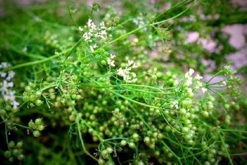 Tiến sĩ dược Nguyễn Trung Tường: Hương lá mùi già dịp tết thơm mãi trong ký ức tôi