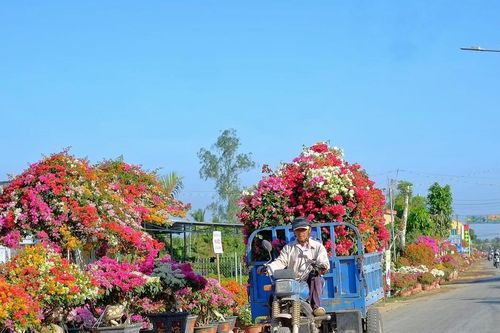 Sức sống bên dòng Cổ Chiên