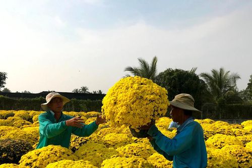 Cúc mâm xôi miền Tây rực rỡ ngày cận Tết