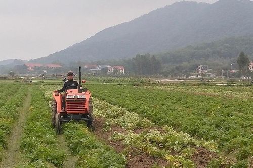 Hà Nội: Hướng phát triển kinh tế mới từ khoai tây giống Đức