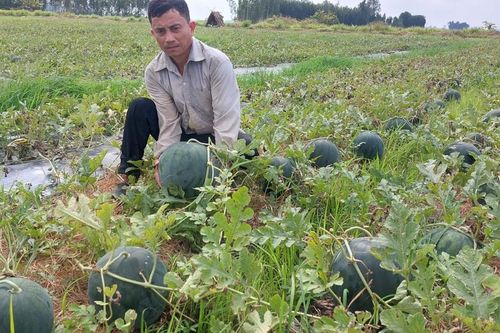 Làng trồng dưa hấu ở Sóc Trăng rộn ràng vào vụ Tết