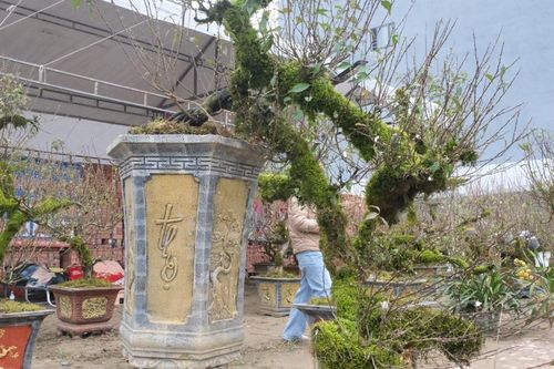 Nghệ An: Hoa nhất chi mai 'độc, lạ' phục vụ chơi Tết Giáp Thìn