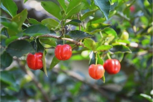Tìm ra lợi khuẩn trong quả sơ ri