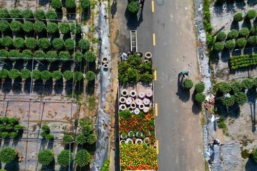 Làng hoa lớn nhất Đà Nẵng tất bật những ngày giáp Tết Nguyên đán