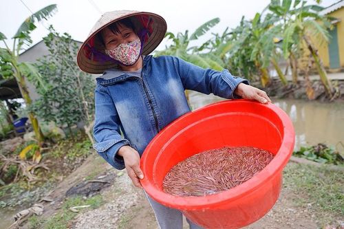 Nhớ những ngày cả làng 'trẩy hội' vớt rươi