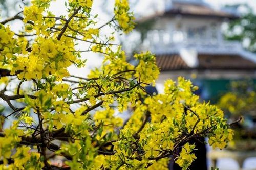 Hoàng mai Huế rực rỡ khoe sắc xuân