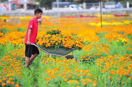 Làng hoa lớn nhất Bình Dương rực rỡ mùa thu hoạch