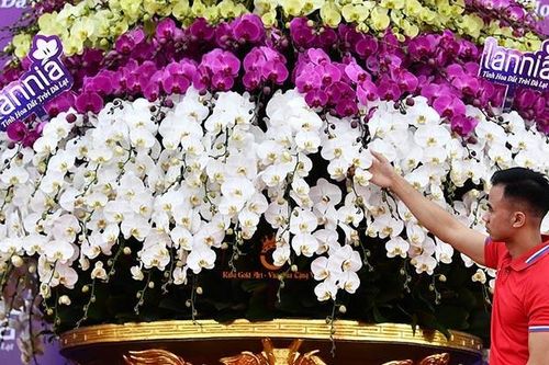 Những chậu lan dát vàng tiền tỷ gây xôn xao