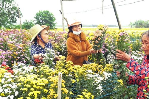Hoa cúc Tết Nghệ An vào vụ, giá bán giảm so với năm trước