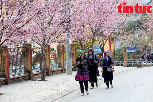 Hoa đào rừng khoe sắc đẹp lộng lẫy nơi núi rừng Mù Cang Chải