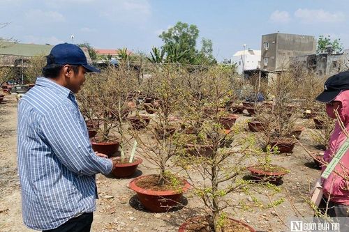 Thị trường mai Tết nhộn nhịp, chủ vườn cho thuê từ Tp.HCM ra Hà Nội
