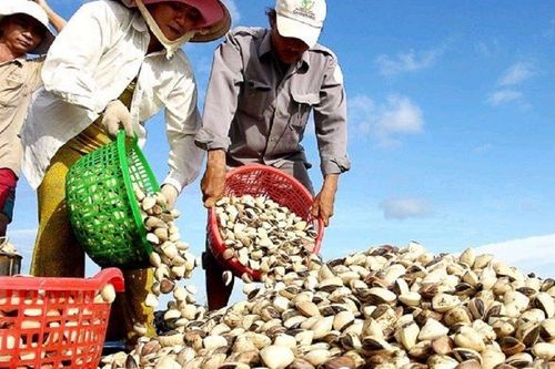 Hà Tĩnh thu nhập hơn 53 tỷ đồng từ nuôi nhuyễn thể