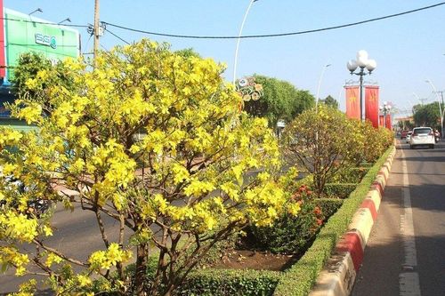 Bà Rịa - Vũng Tàu: Ngắm đường mai khoe sắc rực rỡ trên dải phân cách