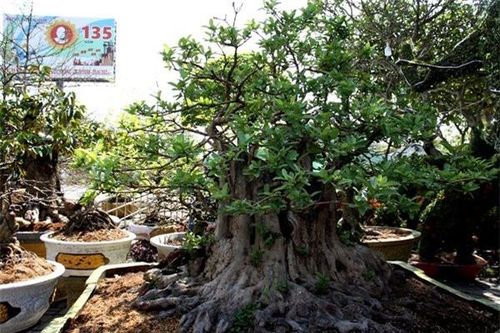 Cây ổi cổ thụ 200 năm tuổi nổi vân gỗ đỏ thẫm khi tưới nước có giá hơn nửa tỷ