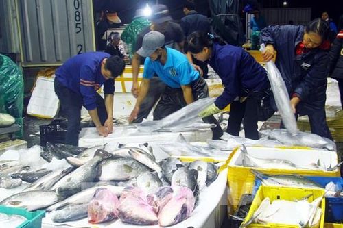 Ngư dân Quảng Bình bội thu chuyến biển cận kề Tết